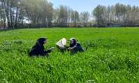 بازدید کارشناس ستادی حفظ نباتات سازمان جهاد کشاورزی استان از مزارع غلات شهرستان فلاورجان